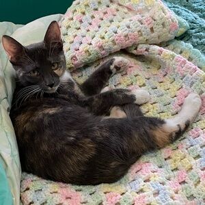 ❤️🐱OPEN TO TRADES AND BUNDLES❤️🐱